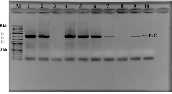 Şekil 4.11c. β-gal 4 PCR ürünü 