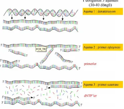 Şekil 2.4. PCR çoğalmasının basamakları (Vierstraete 1999) 