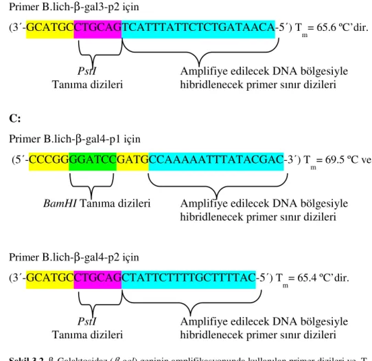 Şekil 3.2. β-Galaktosidaz (β-gal) geninin amplifikasyonunda kullanılan primer dizileri ve  T m  değerleri  Yukarıdaki  formülle  yapılan  hesaplamaya  göre  tasarlanan  primerler  ve  bu  primerlerin T