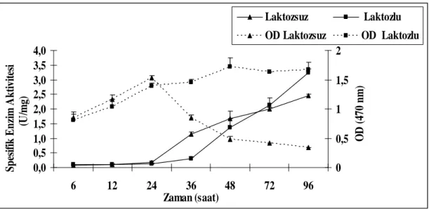 Şekil  4.1.  Laktozlu  ve  Laktozsuz  Ortamlarda  Zamana  Bağlı  β-Galaktozidaz 