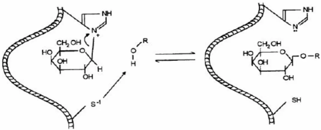 Şekil 2.3. β-Galaktozidaz tarafından katalizlenen galaktozil transfer reaksiyonu 39 . 