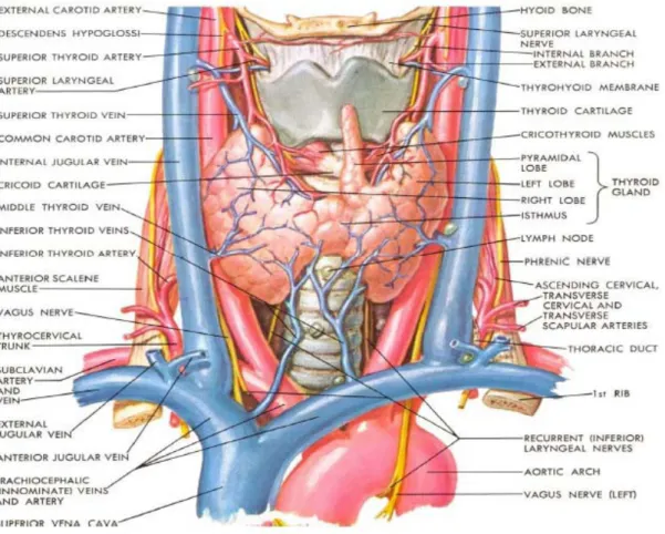 Şekil 1: Tiroid bezin anatomisi