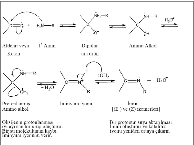 Şekil 1. 1 Schiff Bazlarının Reaksiyon Mekanizması 
