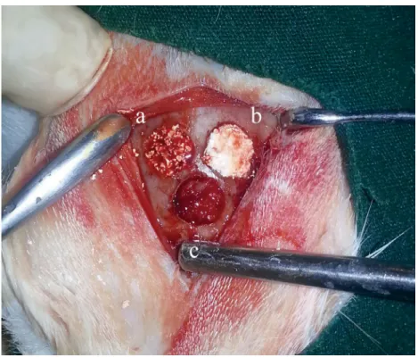 Figure 1- Experimental materials were grafted as follows: (a) xenograft; (b) xenograft + HA; (c) autogenous bone