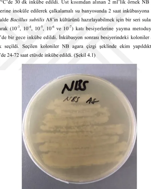 Şekil 4.1. Bacillus subtilis A8‟in koloni görünümü 