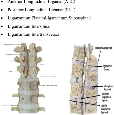 Şekil 5. Ligamanların aksiyel yükün geçtiği  bölgeye (siyah nokta) uzaklıkları. ALL  anterior longitudinal ligaman, PLL: posterior  longitudinal ligaman,  LF:ligamentum  flavum, KL: kapsüler ligaman, 