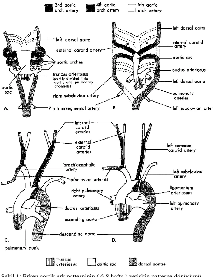 Şekil 1: Erken aortik ark patterninin ( 6-8 hafta ) yetişkin patterne dönüşümü. 