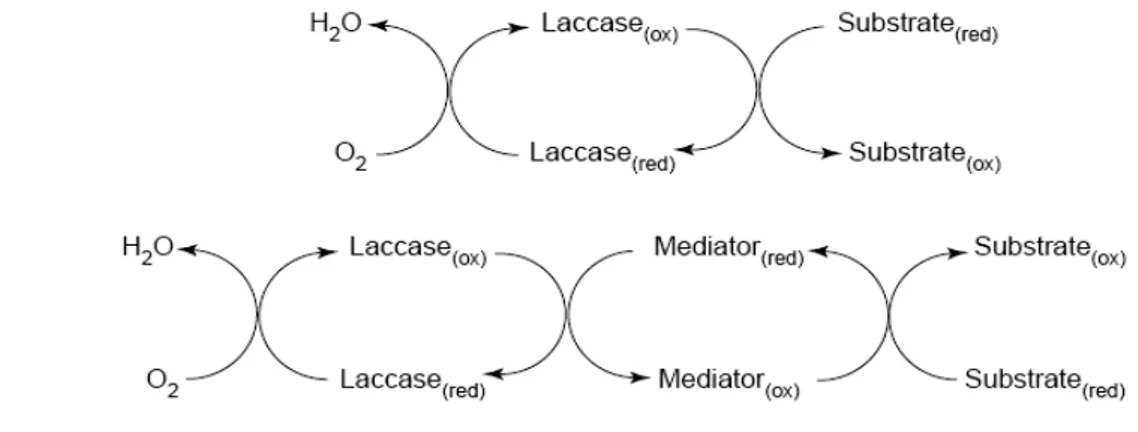 Şekil 1.23. Lakkaz katalizli redoks çevrimlerinde kimyasal medyatör yokluğunda (a) ve                                    varlığında (b)   subsratın yükseltgenmesinin şematik gösterimi (Riva 2006) 