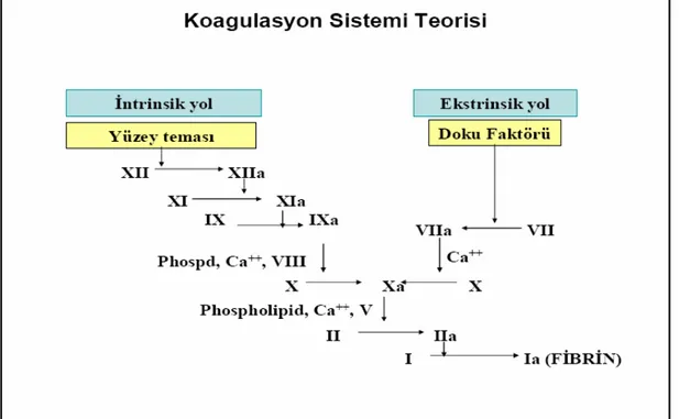 Şekil 7. Koagülasyon ve fibrinoliti k sistem
