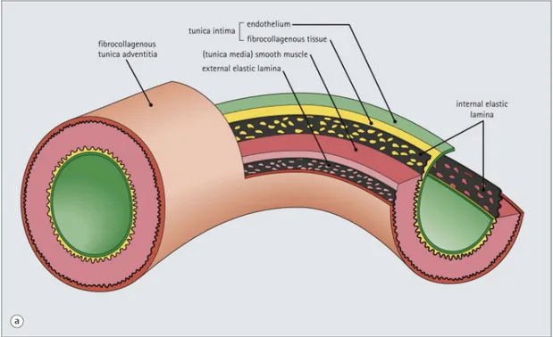 Şekil 3.2. Arterlerin duvar yapısı (Stevens &amp; Lowe's Human Histology, 2015)