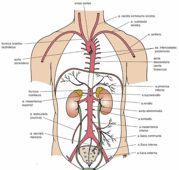 Şekil 3.5. Aorta ve ana dalları (Klinik Anatomi, 2015)