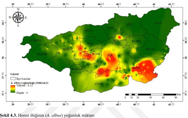 ġekil 4.3. Horoz ibiğinin (A. albus) yoğunluk miktarı 