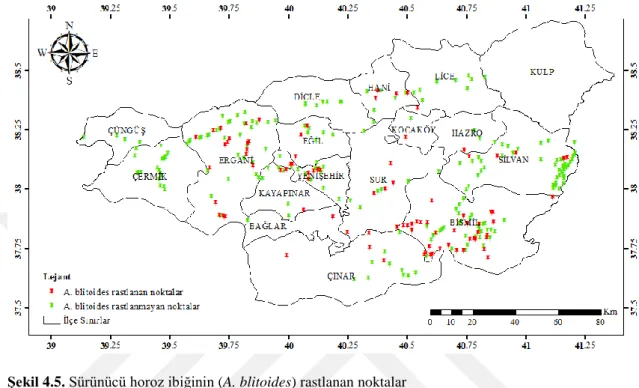 ġekil 4.5. Sürünücü horoz ibiğinin (A. blitoides) rastlanan noktalar 