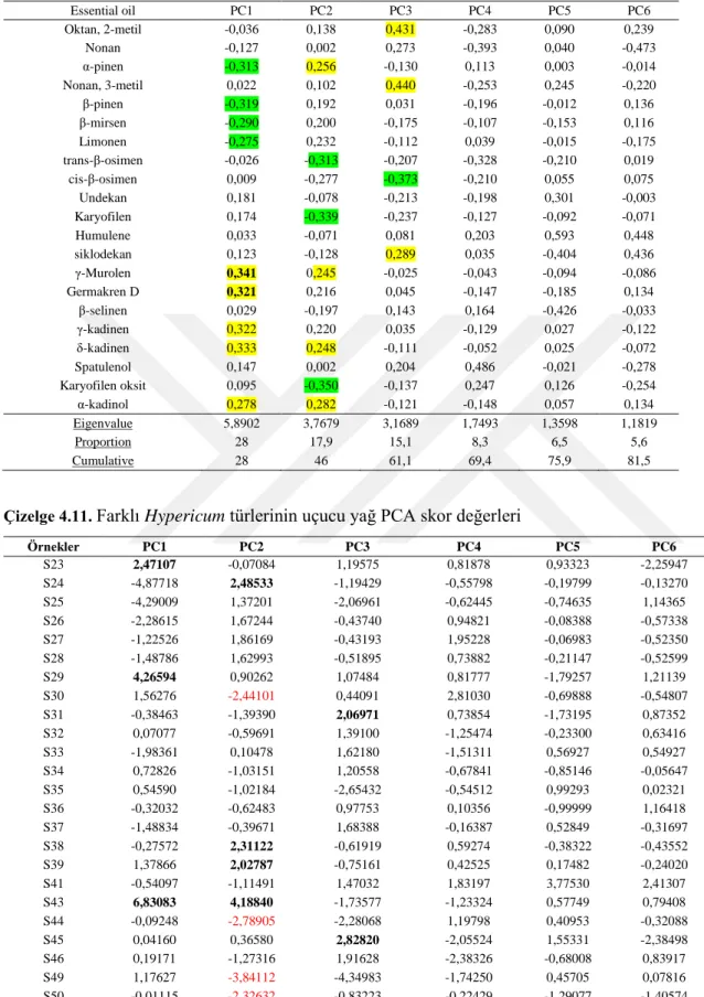 Çizelge 4.11.  Farklı Hypericum türlerinin uçucu yağ PCA skor değerleri 