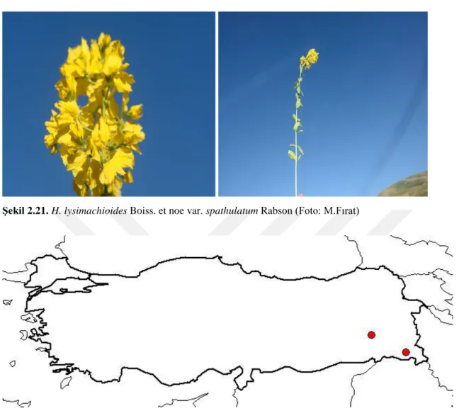 Şekil 2.22. Yayıldığı iller: Hakkari, Bitlis  (http://www.tubives.com/index.php?sayfa=1&amp;tax_id=2027) 