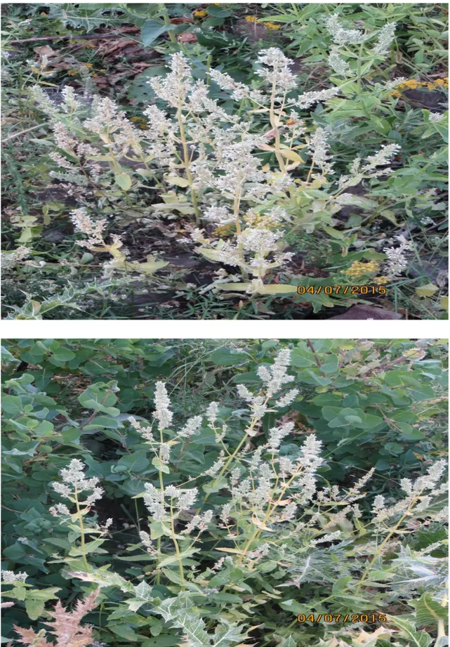 Şekil 1.5.1.Doğal ortamdaNepeta nuda subsp. lydiae fotoğrafı  (Foto: Doç. Dr. Ömer KILIÇ) 