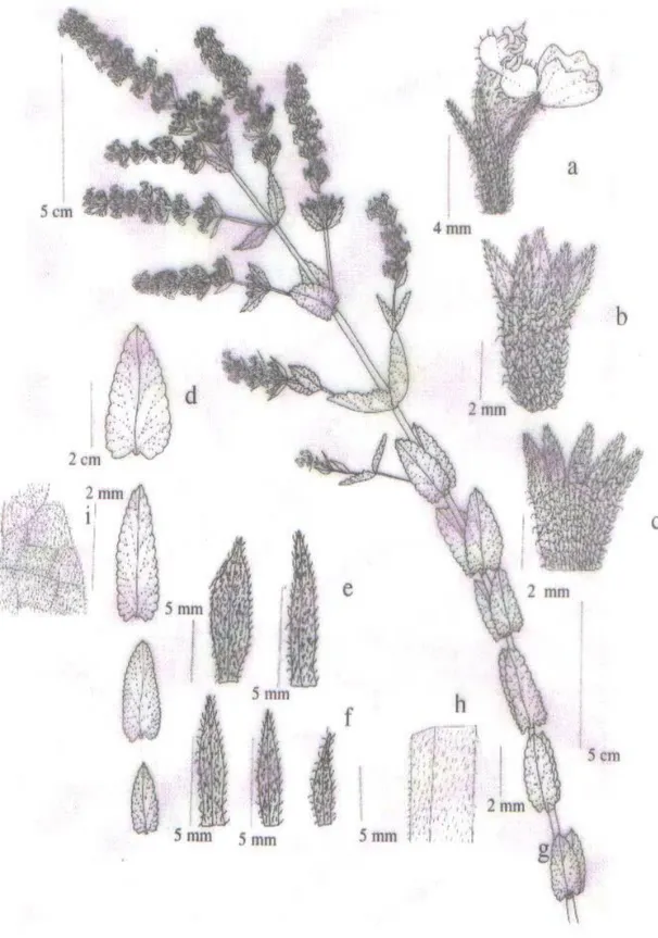 Şekil 1.5.2.N. nuda subsp. lydiae P.H. Davis a-çiçek, b-kaliks, c-kaliks dışı, d-yaprak, e-brakte,  f-brakteol,  g-genel  görünüş,  h-gövde  tüylenmesi,i-yaprak  tüylenmesi  (Öz  ve  Dirmenci 2004)