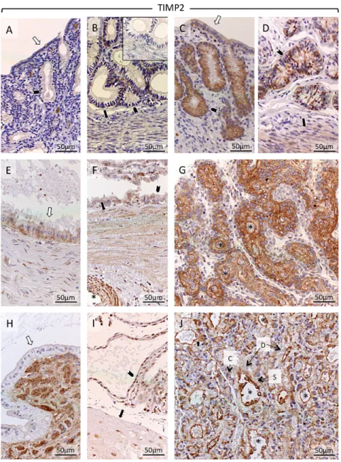 Figure 9 Representative pictures of immunohistochemical detection of tissue inhibitor of metalloproteinases 2 (TIMP2) in the canine uterus and 