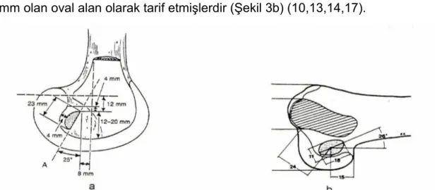 Şekil 3.  a) Girgis ve ark.’na göre, b) Odensten ve Gillquist'e göre ÖÇB’nin femoral yapışma anatomisi.
