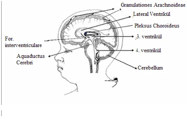 Şekil 1: Beyin Ventriküllerinin Anatomisi