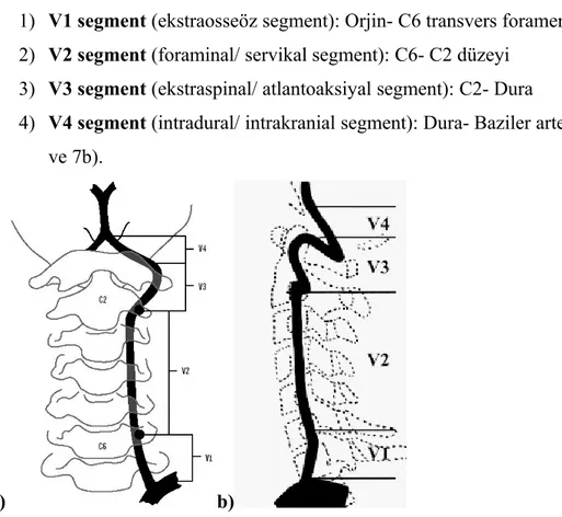Şekil 7a ve 7b: Vertebral arter segment anatomisi ön-arka ve lateral plan (29,30).                        Vertebral   arterin   V1   segmenti   dışın   diğer   segmentlerinden   ayrılan ekstrakranial ve intrakranial dalları mevcuttur.
