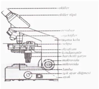 Şekil 1. Mikroskobun kısımları 