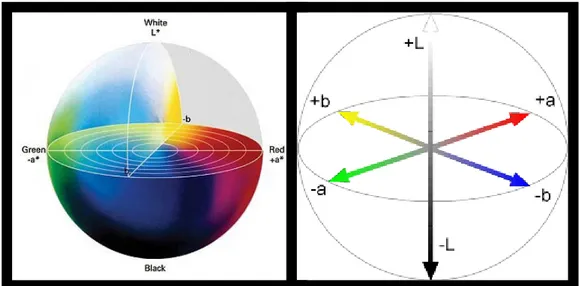 Şekil VI: CIELAB renk sisteminin üç boyutlu olarak gösterilmesi.