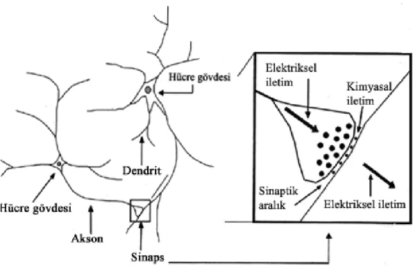 Şekil 2.3 Biyolojik Nöron 