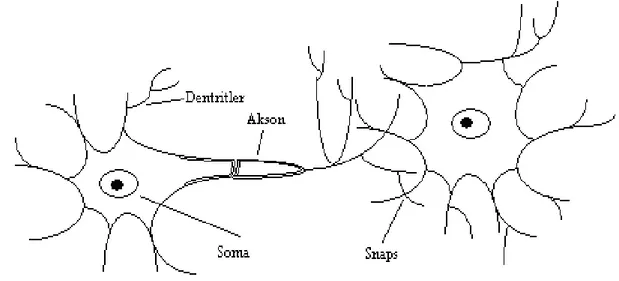 Şekil 3.7. Biyolojik nöron şematik yapısı 