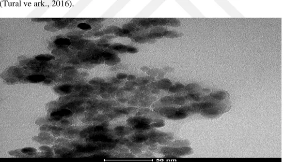 Şekil  3.5’de  kitosan-demiroksit  nanopartiküllerin  geçirimli  elektron  mikroskopisi  50  nm  boyutlugörüntüsü  verilmektedir