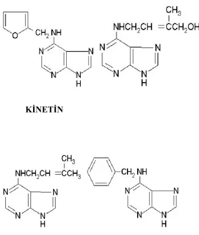Şekil 3.3Çalışmada bulunan sitokininlerin molekül şekilleri 