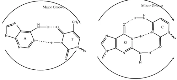 Şekil 44 Adenin-Timin, Guanin-Sitaozin çiftlerinin minör ve majör bağlanması.  Eğri ok,  şeker omurgasıyla ona bağı gösterir