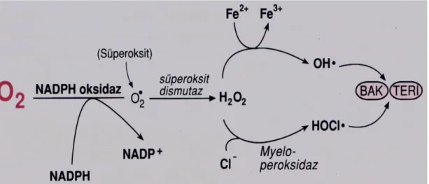 Şekil 1.3. Vücut savunma sistemi tarafından patojenlere karşı serbest radikallerin üretilmesi  