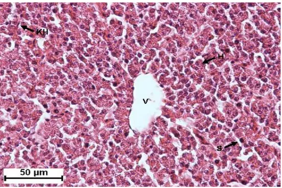 Şekil 1. Oreochromis niloticus’un 30. gün kontrol grubu. V; Merkezi kanal, H; Hepatosit, KH; Kupfer hücresi,  S; Sinüzoid, H &amp;E.