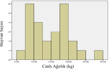 ġekil  4.9.  Halep  Keçisi  Erkek  Oğlaklarında  Doğum  Ağırlığı  ile Hayvan Sayılarına ait Grafik (4