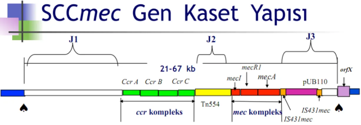 Şekil 2. SCCmec gen kaset yapısı ( 43).