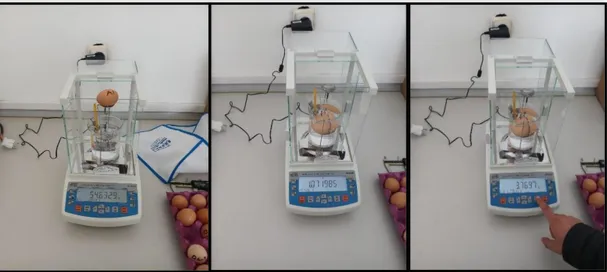 Şekil 3.6. Yumurta Özgül Ağırlığının Tespiti 