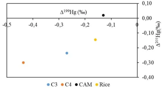 Figure 3. Average  201 Hg vs  199 Hg Plots of C3, C4 and CAM Plants. Rice Plant (Leaves And Roots Average) 
