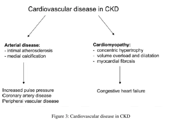 Figure 3: Cardiovascular disease in CKD 