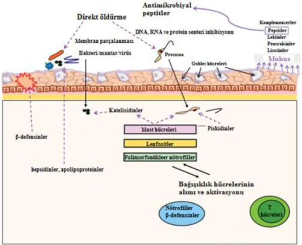 Şekil 1.1. Balıklarda antimikrobiyal savunma mekanizmasının şematik gösterimi (Rakers  ve diğerleri, 2010) 