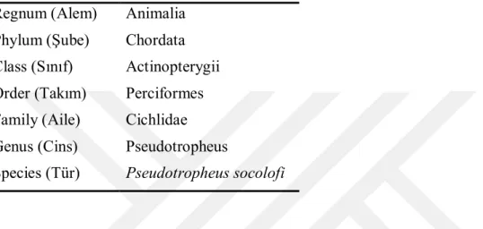 Çizelge  1.3.  Mavi  prenses  (Pseudotropheus  socolofi,  Johnson,  1974)  balıklarının  bilimsel  sınıflandırılması (Anonim, 2019c) 