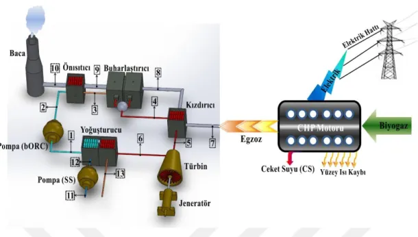 Şekil 3.4. Egzoz gazı atık ısısı için tasarlanan basit organik Rankine çevrimi (bORC egz ) 