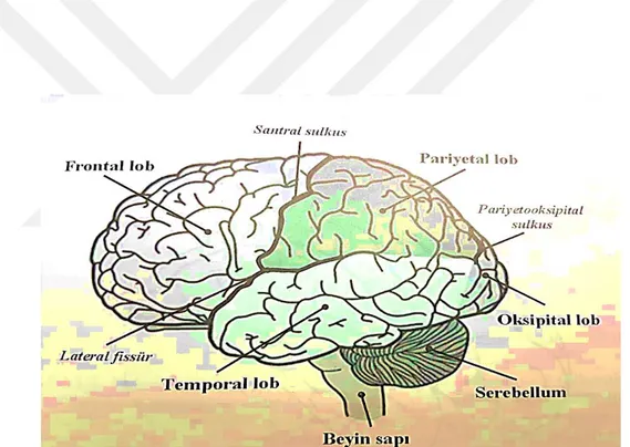 Şekil 5. Beyni oluşturan temel yapılar (İnsula bu açıdan görülmemektedir). (Karakaş  ve Alıcıoğlu, 2010:67)