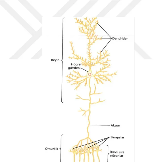 Şekil 6. Beyindeki büyük bir nöronun yapısı ve önemli işlevsel bölümleri (Hall,  2013:544) 