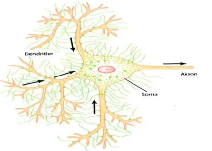 Şekil 7. Tipik bir ön motor nöronun soma ve dendiritleri üzerinde presinaptik  sonlanmalar gösterilmiştir