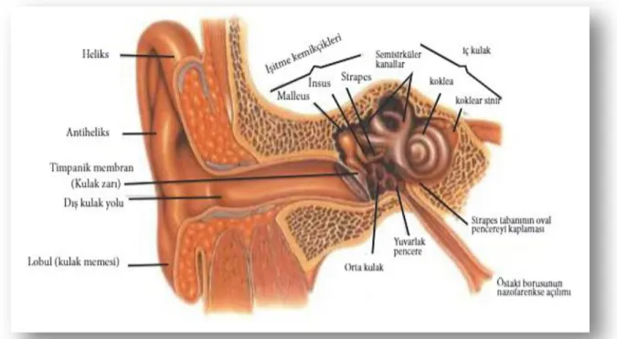 Şekil 2. Kulağın yapısı (WEB 1)  