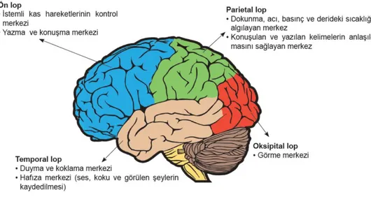 Şekil 3. Beynin yapısı (WEB 2) 