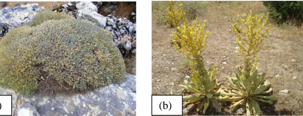 Şekil 7.1. Astragalus pycnocephalus Fischer (keven) (a) ve Verbascum euphraticum  L.  (sığır kuyruğu) (b) bitkilerinden bir görünüm