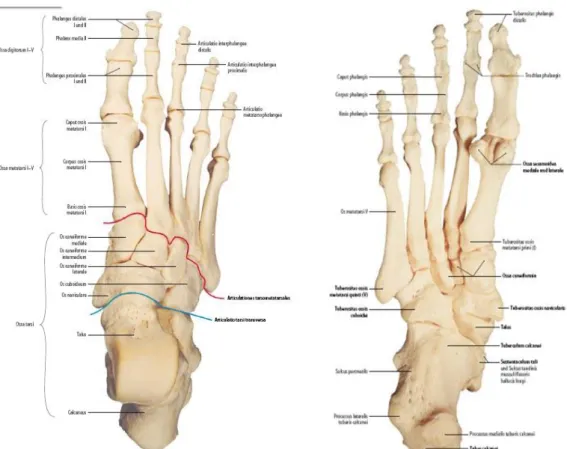 Şekil 3: Sağ ayağın kemiklerinin üstten ve alttan görünümü 
