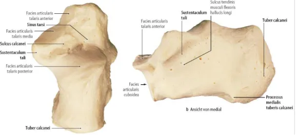 Şekil 5: Sağ kalkaneusun üstten ve medialden görünümü ve anatomik yapılar 